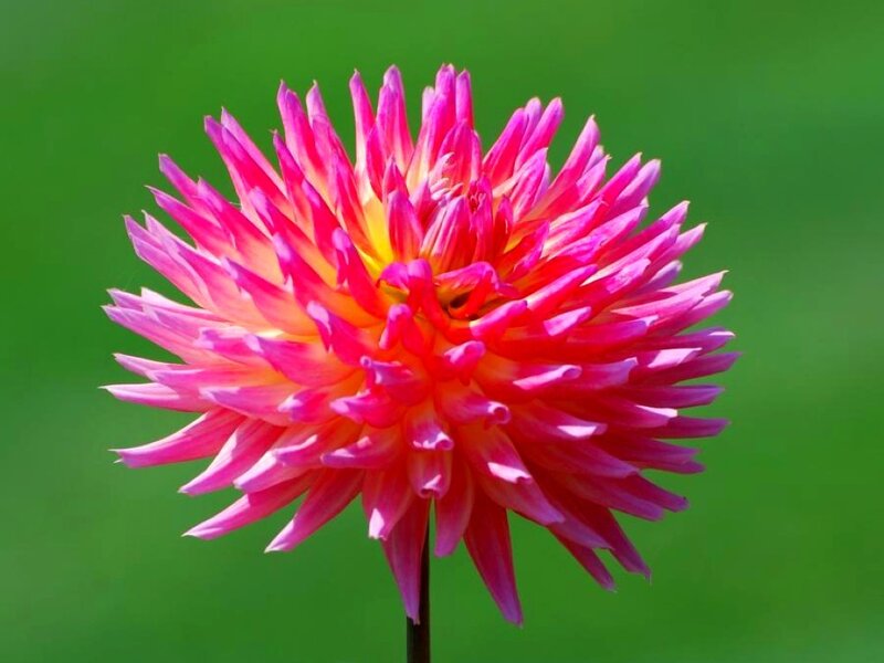 vibrant pink dahlia flower
