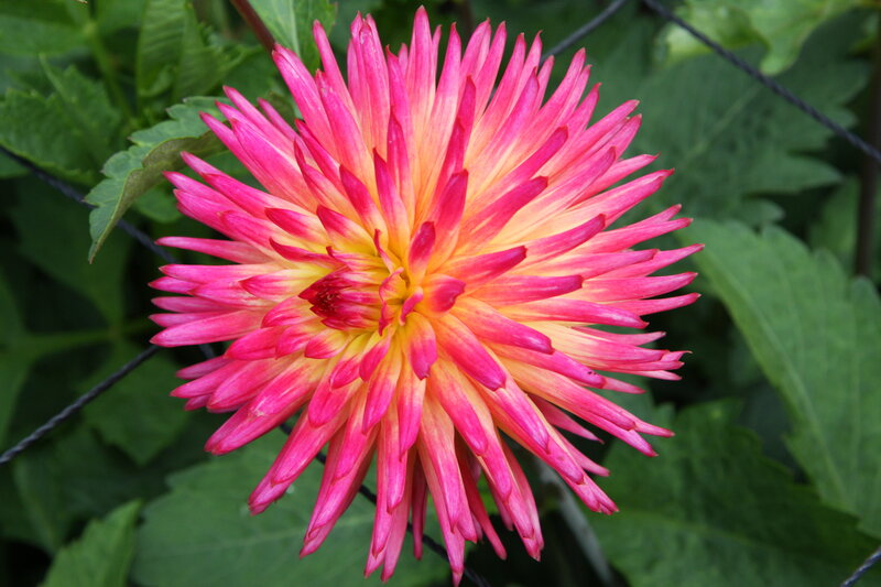 vibrant pink dahlia flower
