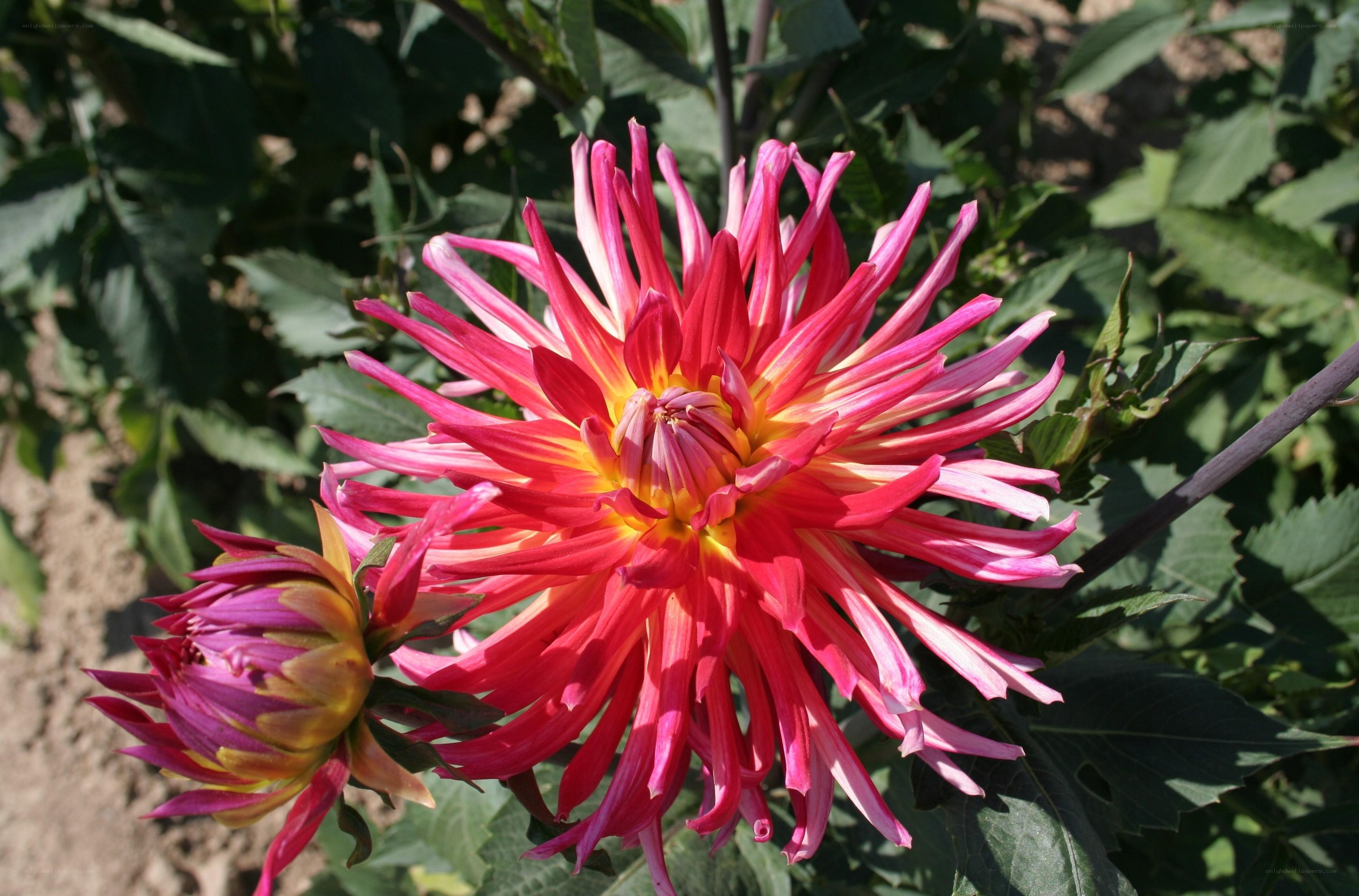 vibrant pink dahlia flower