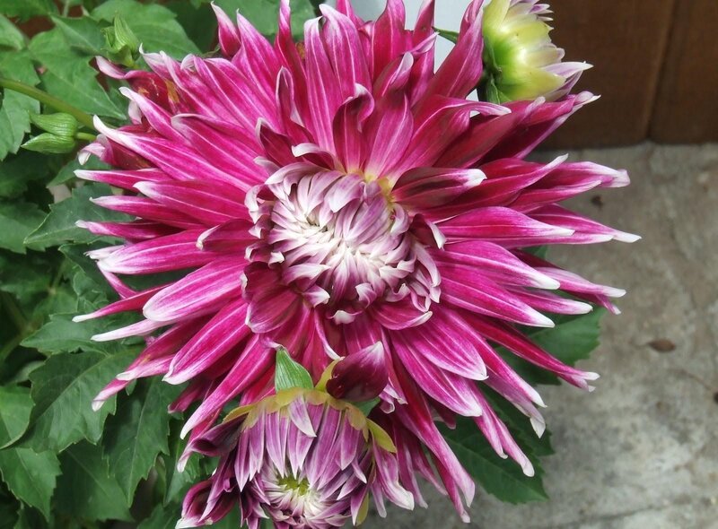 vibrant pink dahlia flower