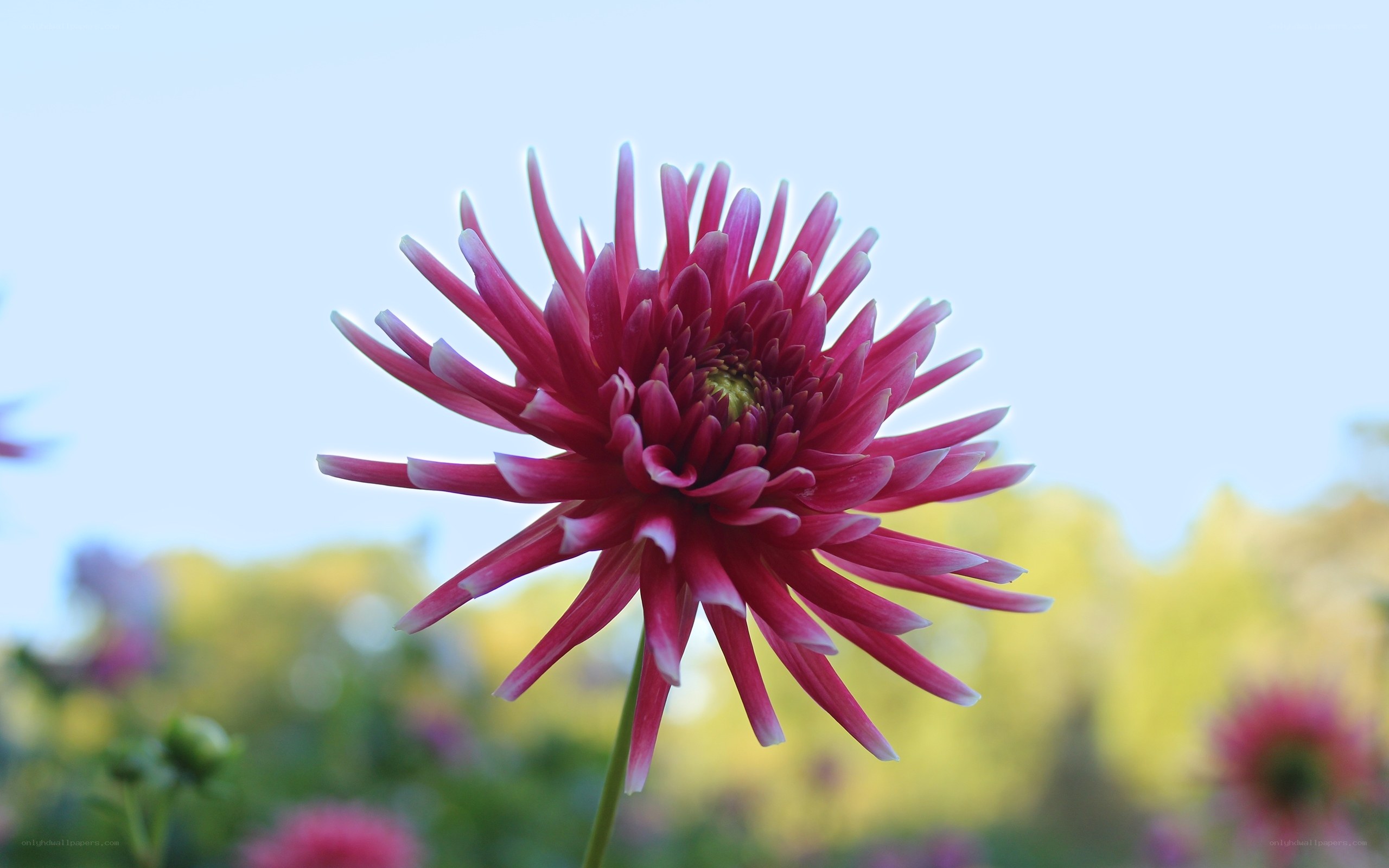 vibrant pink dahlia flower