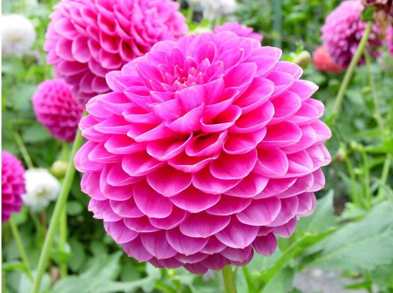 vibrant pink dahlia flower