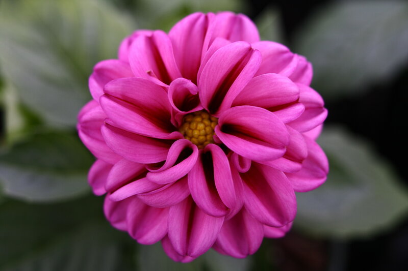 vibrant pink dahlia flower
