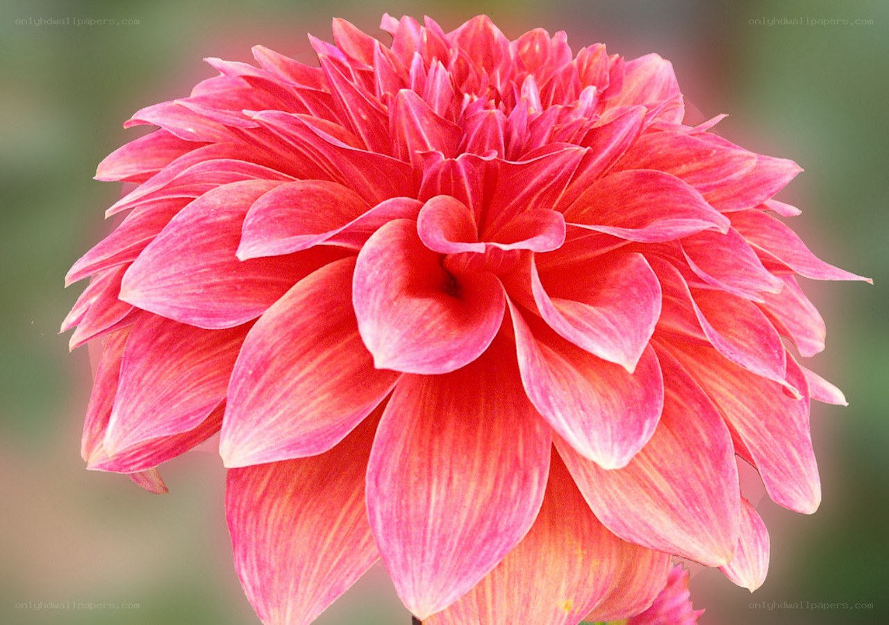vibrant pink dahlia flower