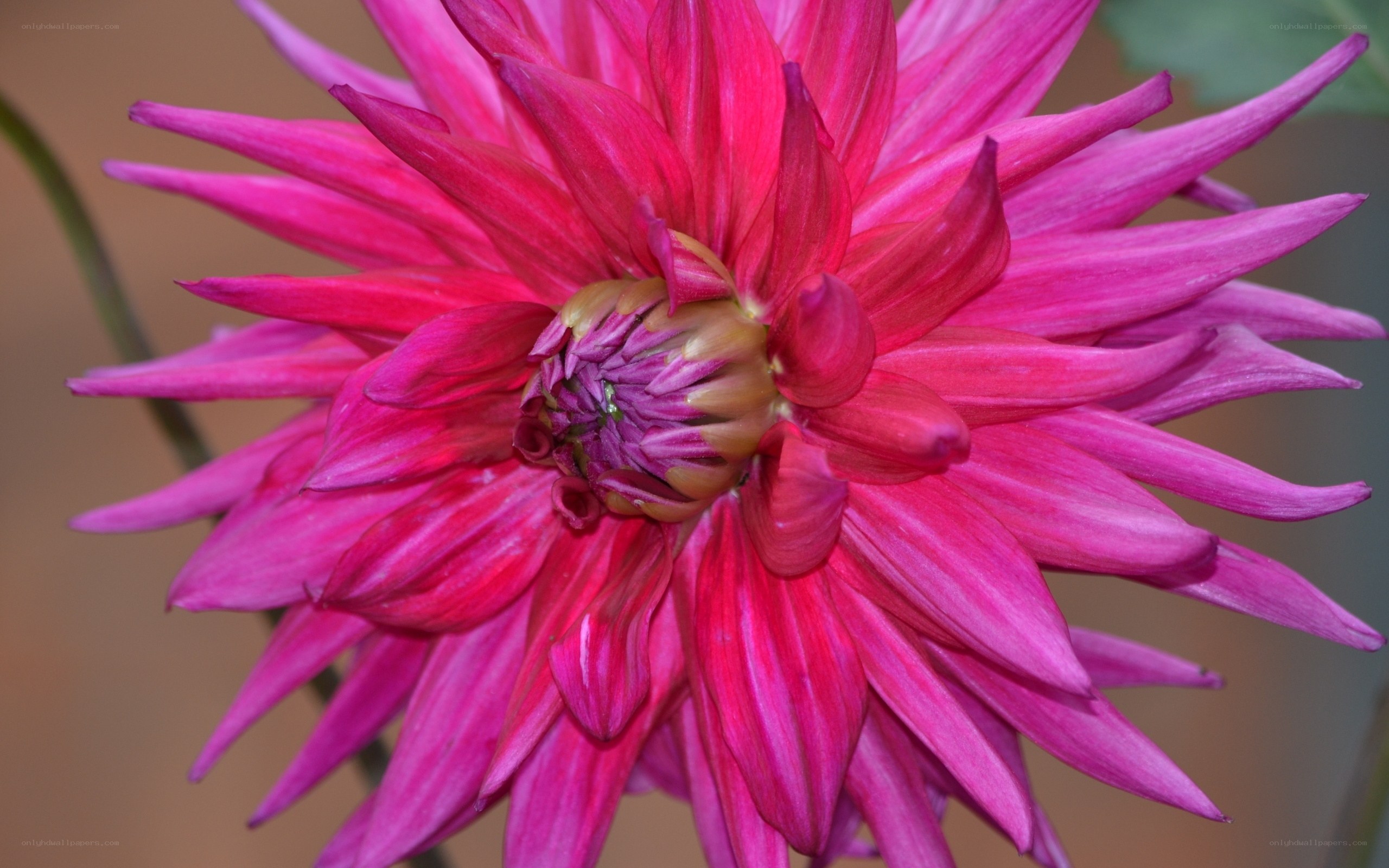 vibrant pink dahlia flower
