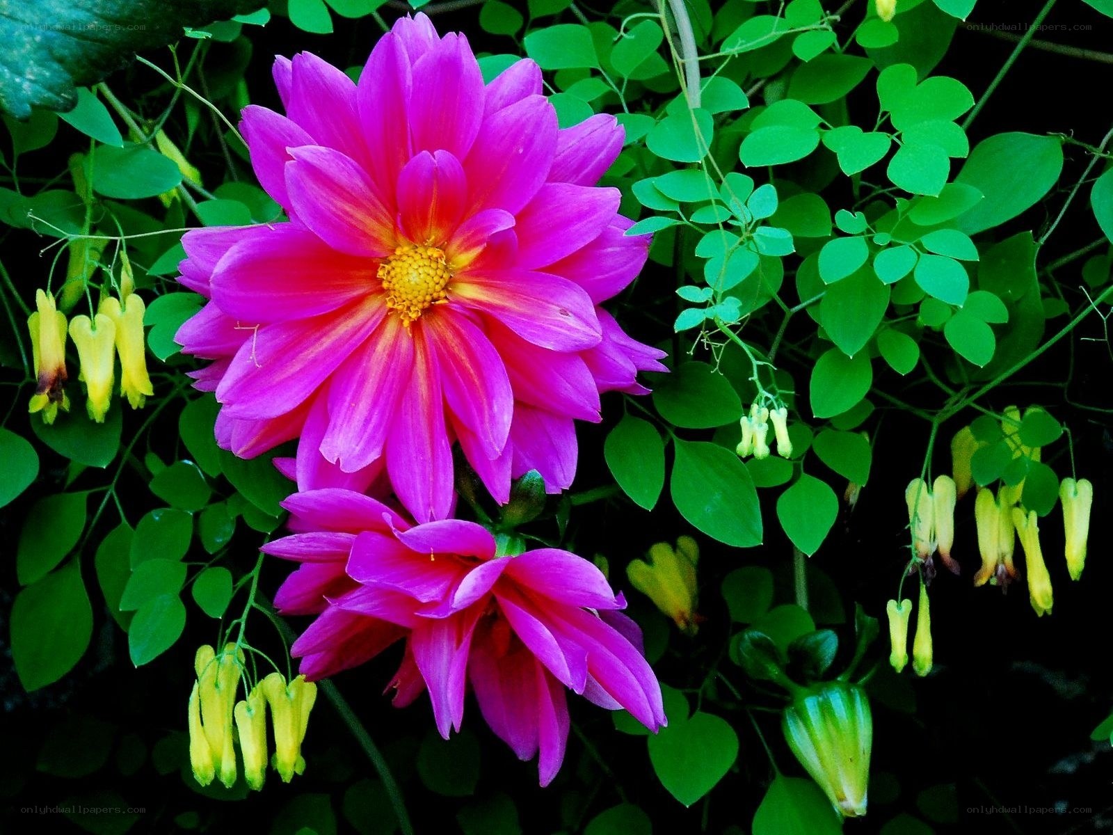 Vibrant pink dahlia flowers