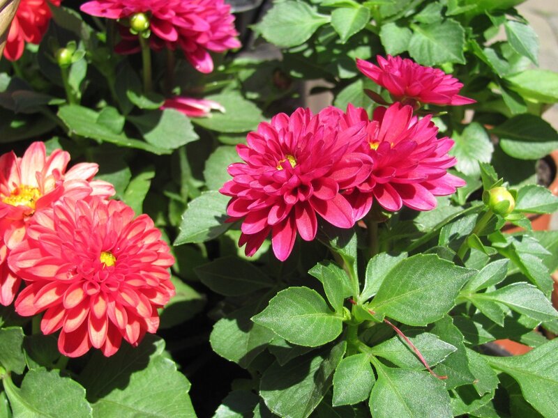 vibrant pink dahlia flowers