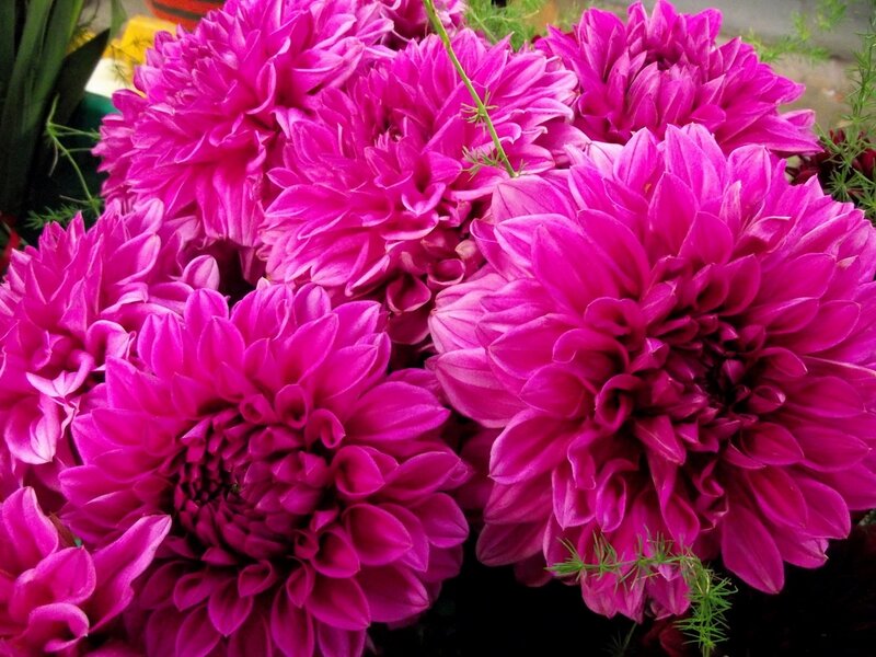 vibrant pink dahlia flowers