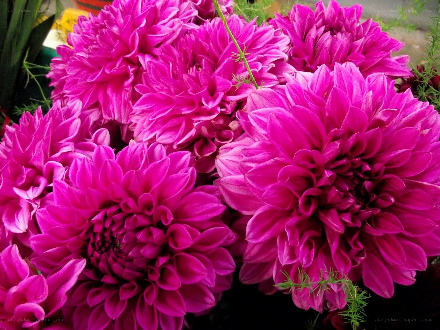 vibrant pink dahlia flowers
