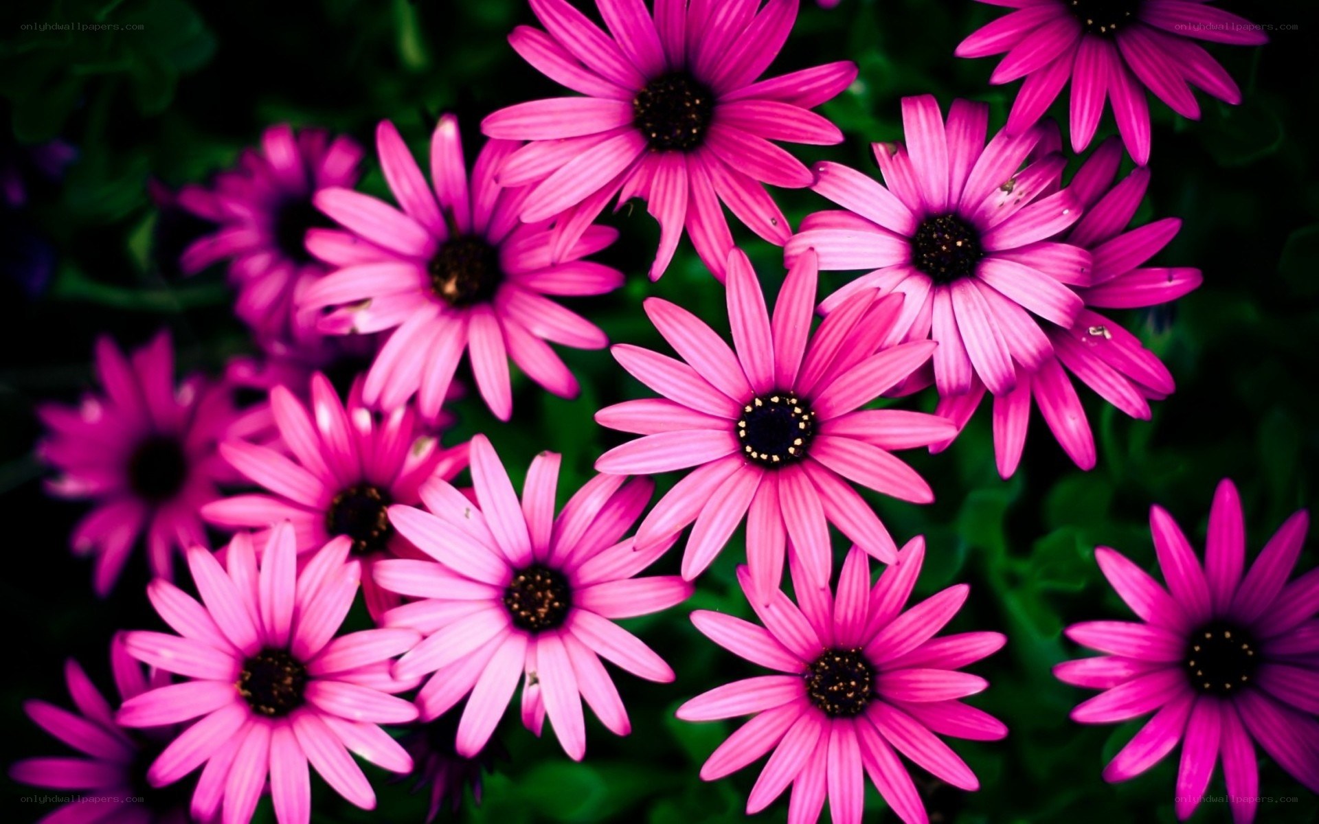 vibrant pink daisies in bloom