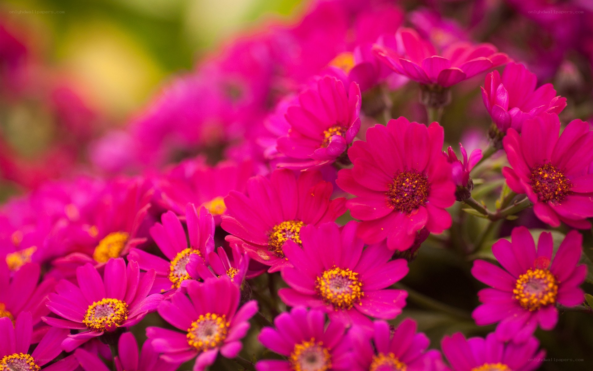 vibrant pink daisies in bloom