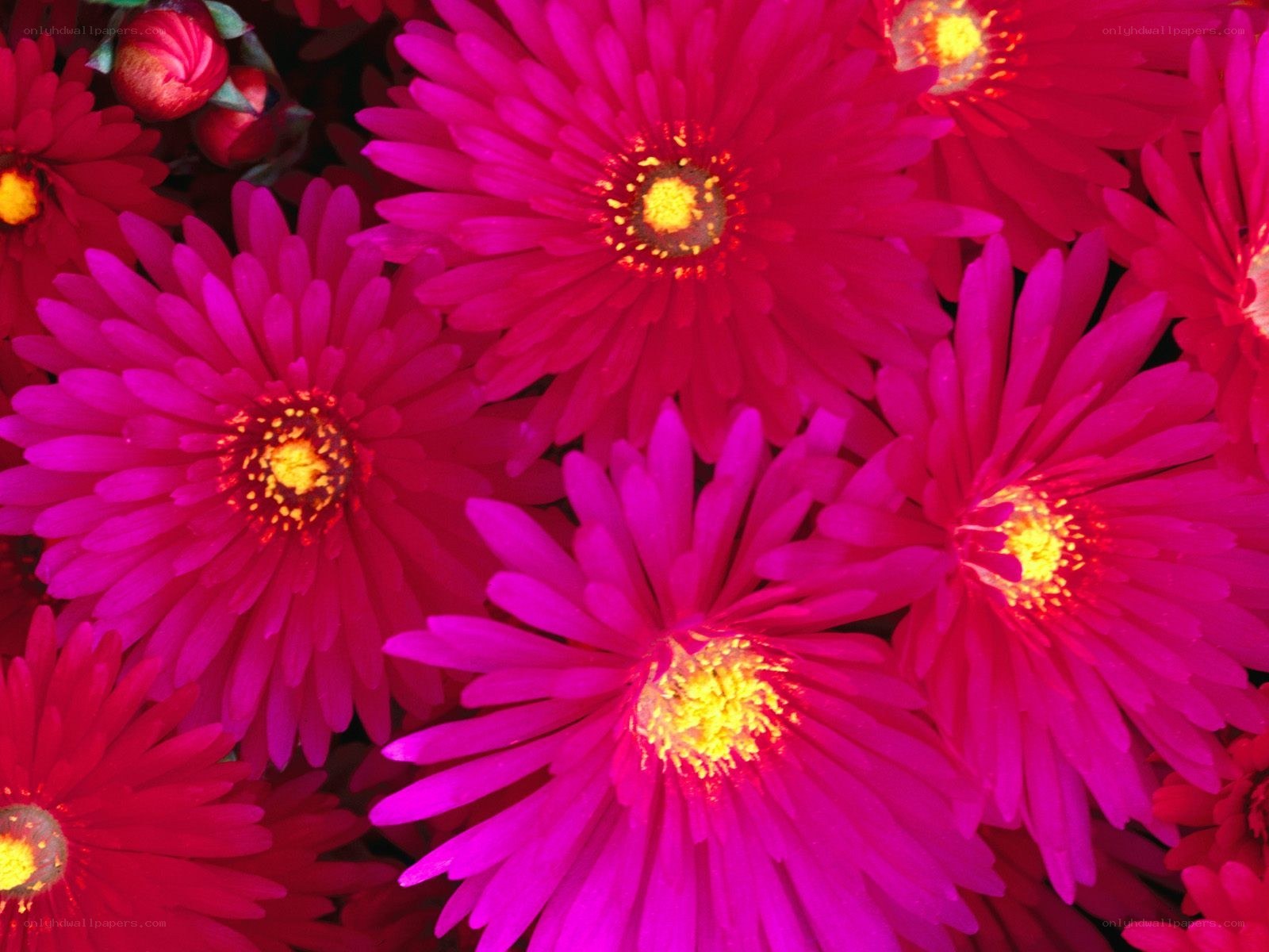 vibrant pink daisies in bloom
