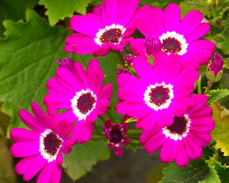 Vibrant Pink Daisies
