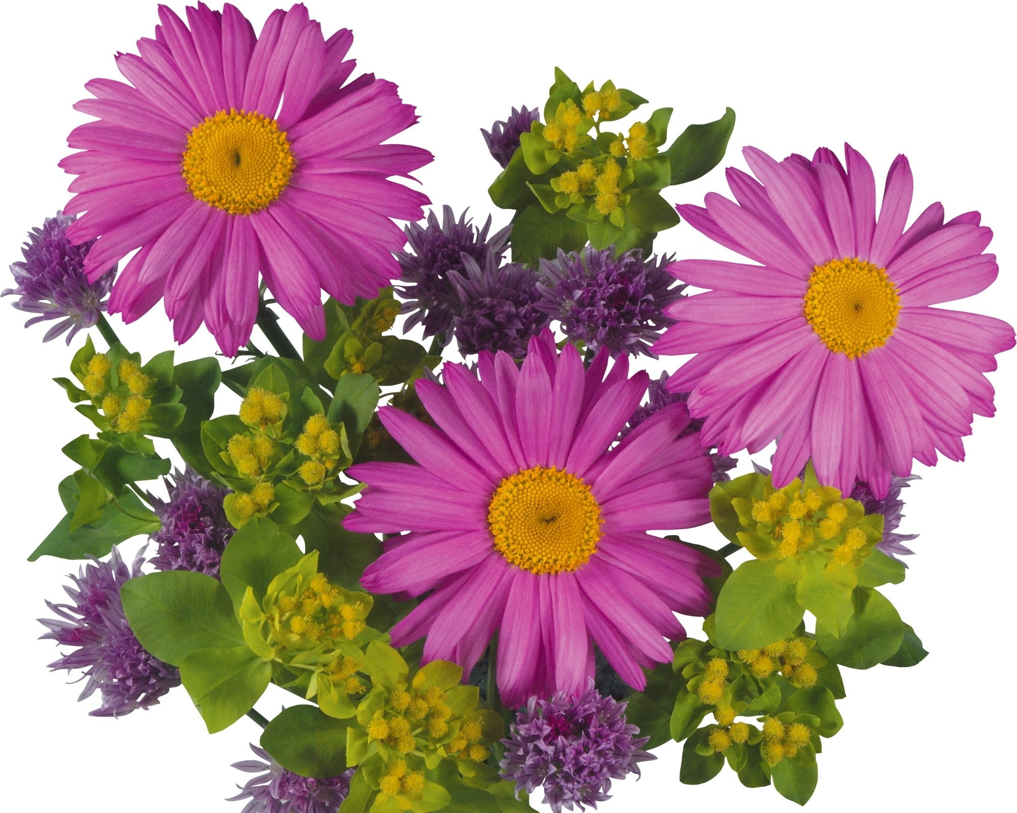 vibrant pink daisies with greenery