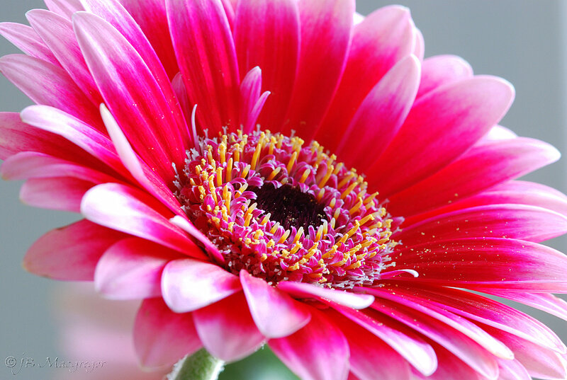 vibrant pink daisy close-up