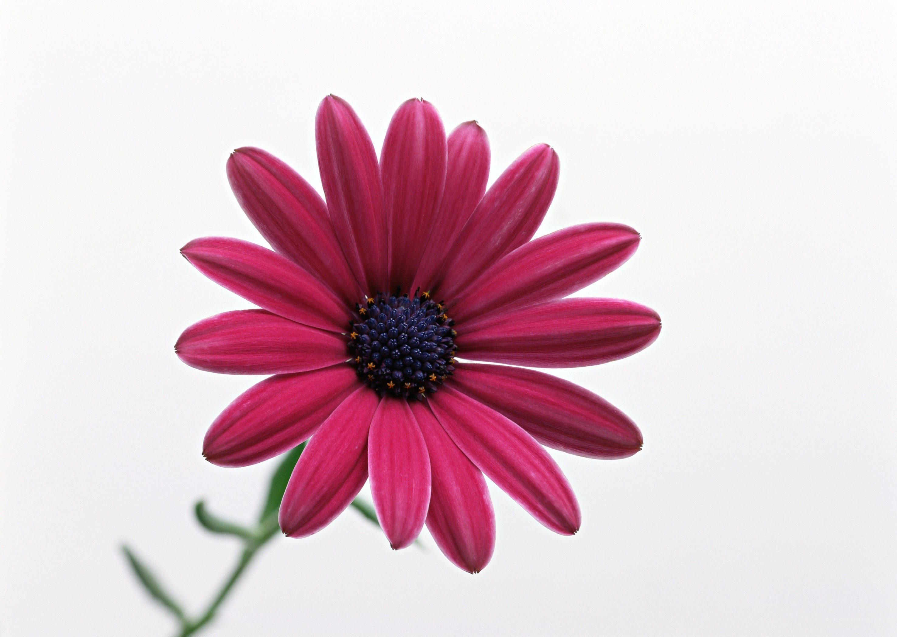 vibrant pink daisy flower