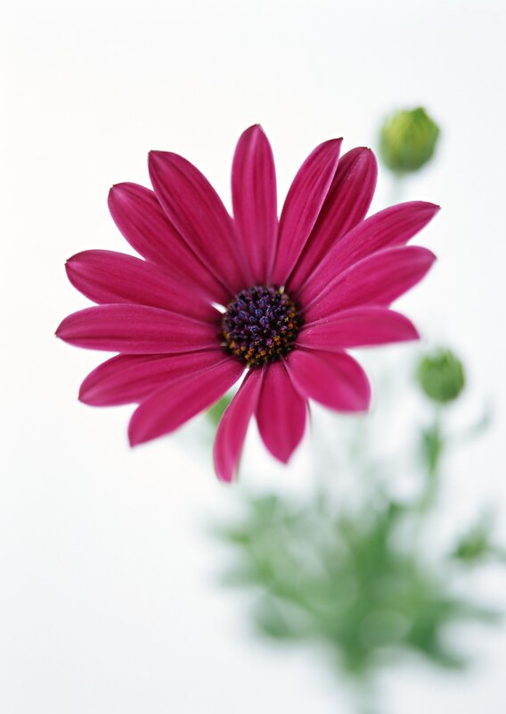 vibrant pink daisy flower