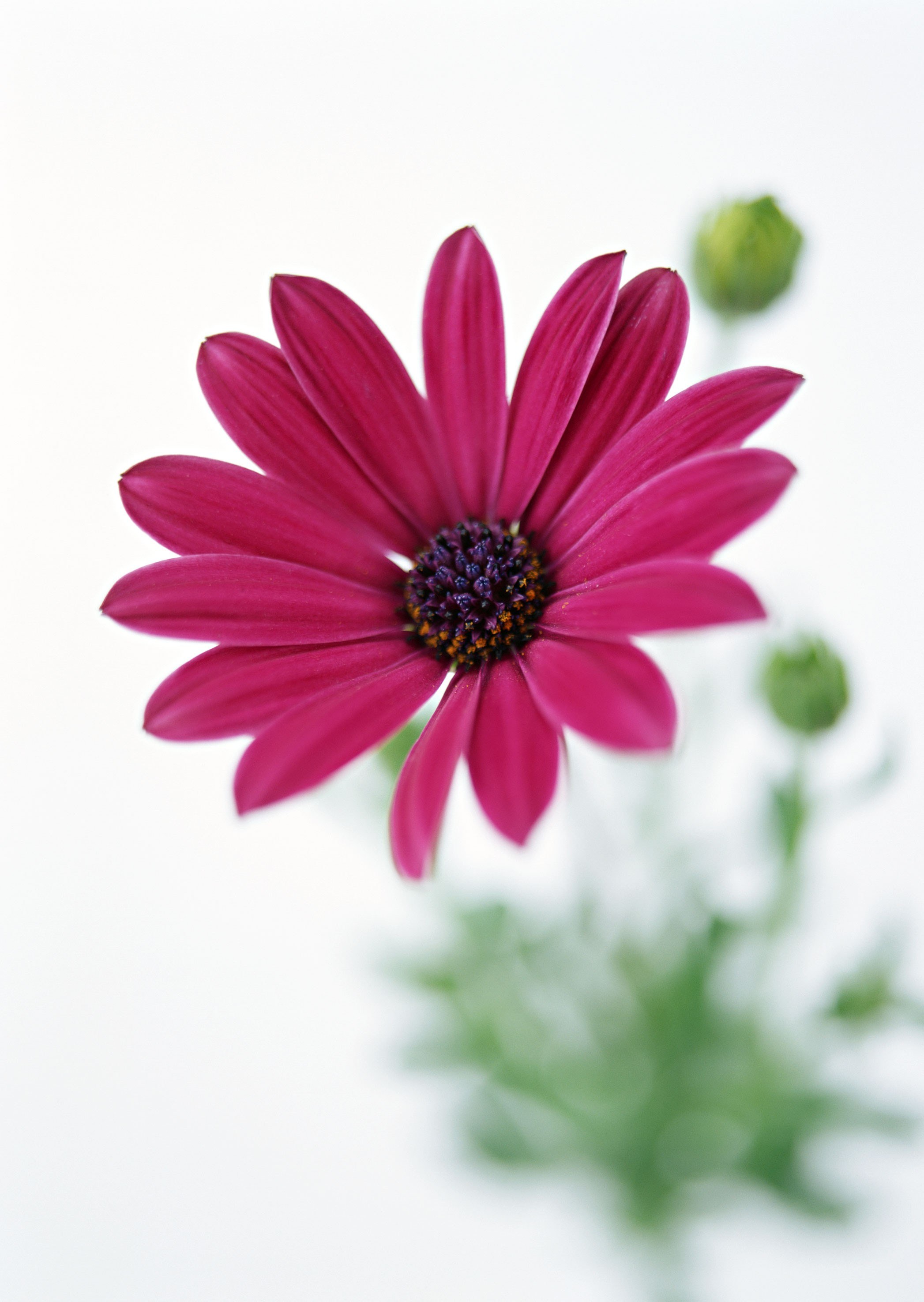 vibrant pink daisy flower