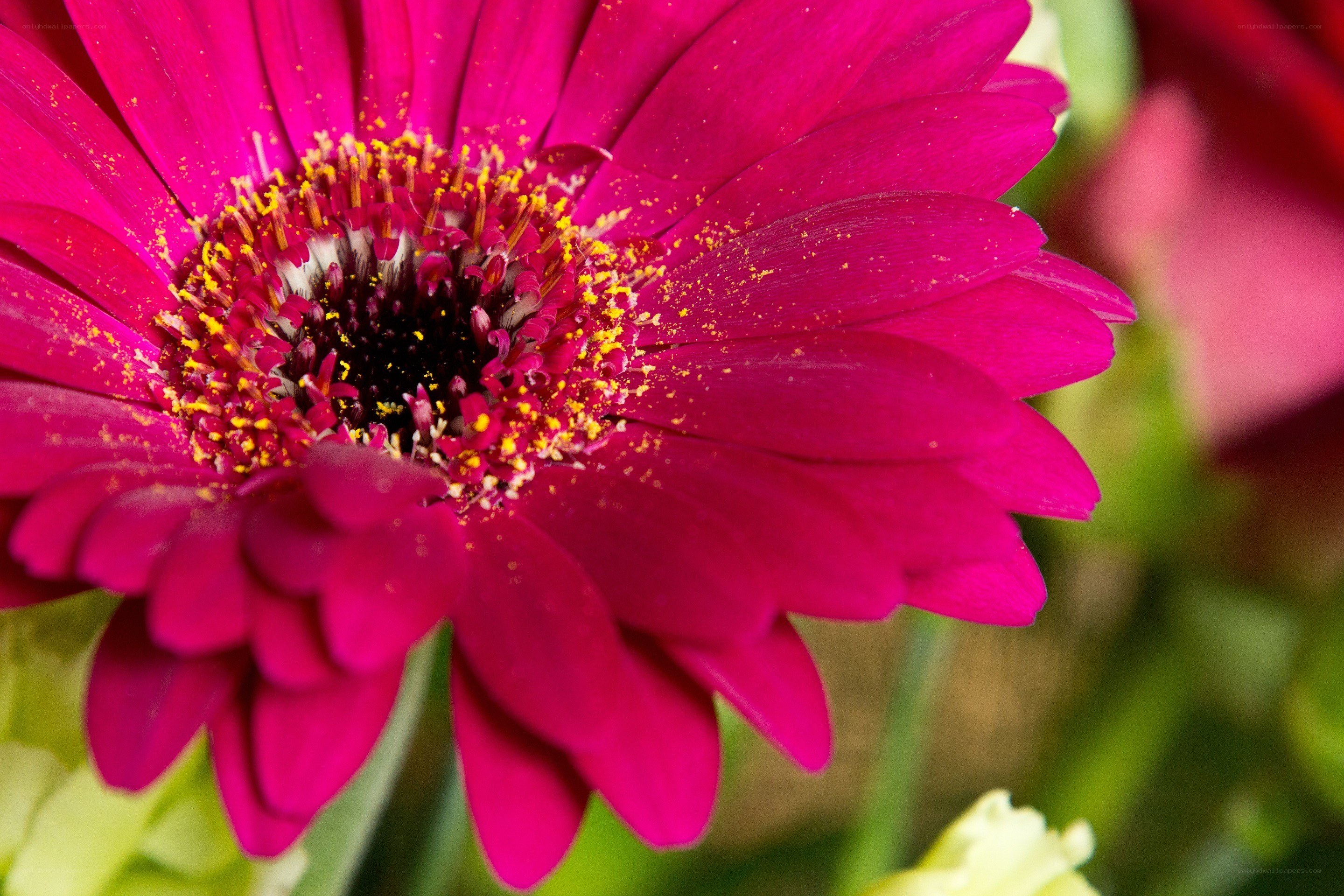 vibrant pink daisy flower