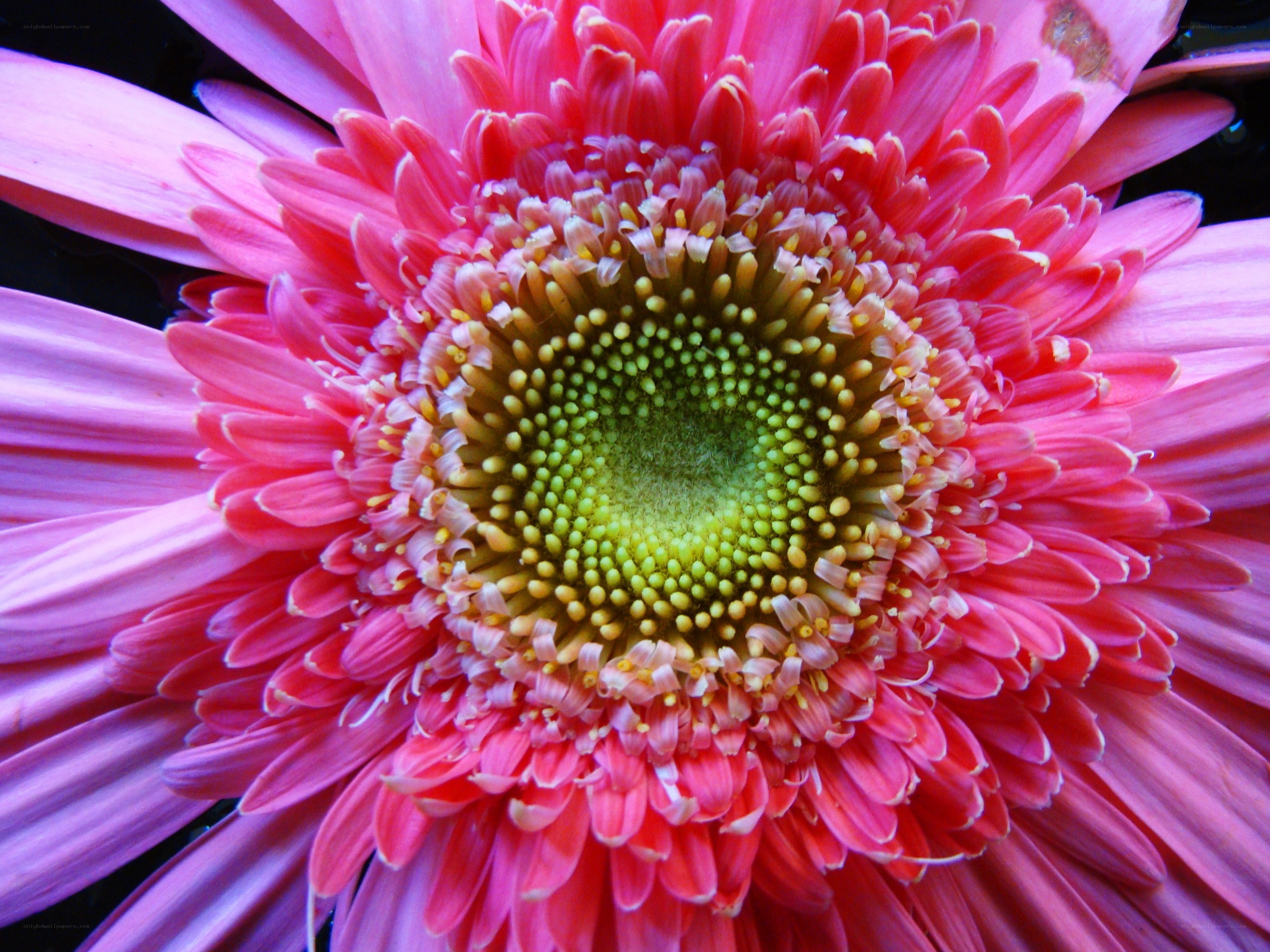 vibrant pink daisy flower