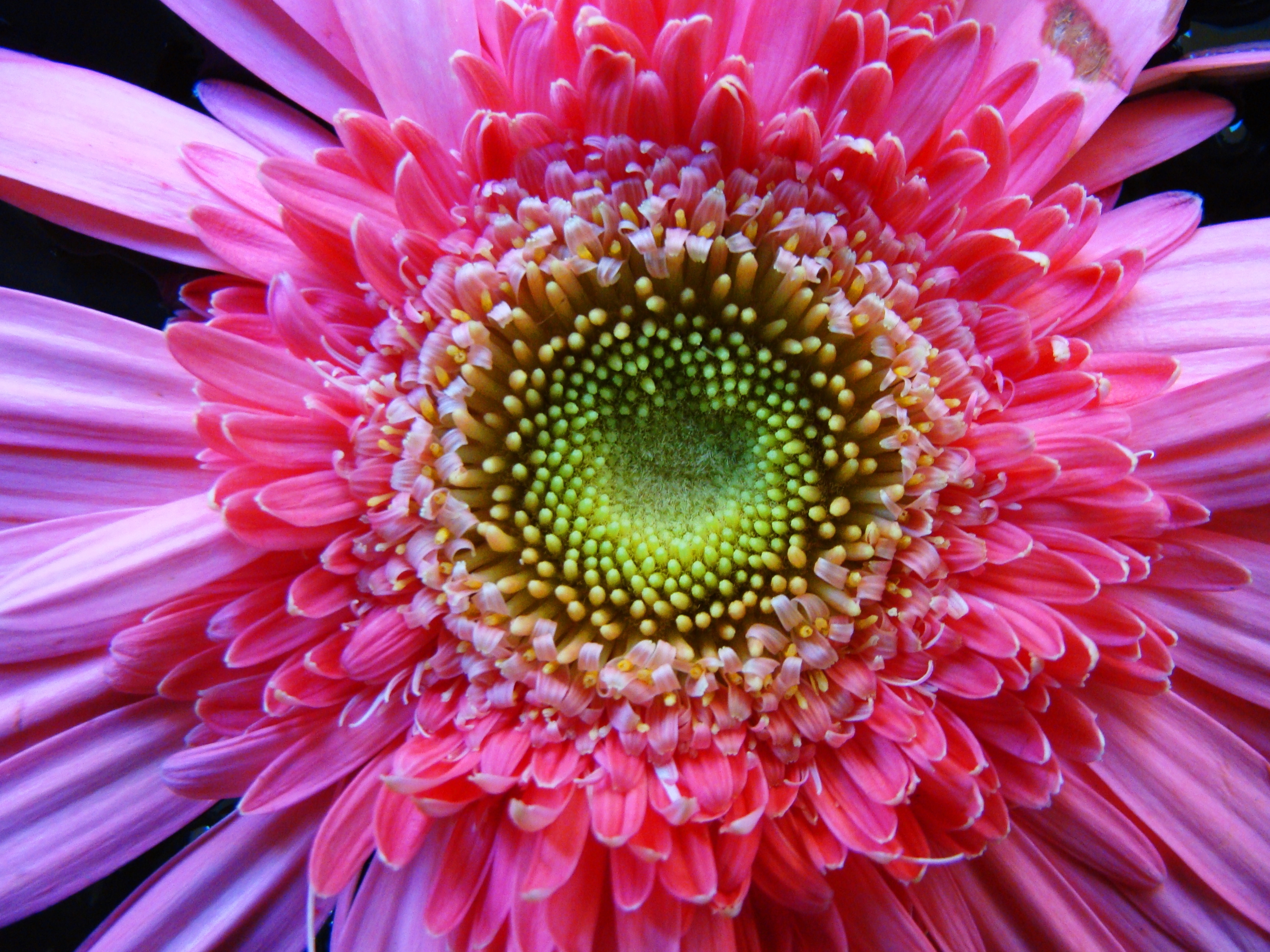 vibrant pink daisy flower