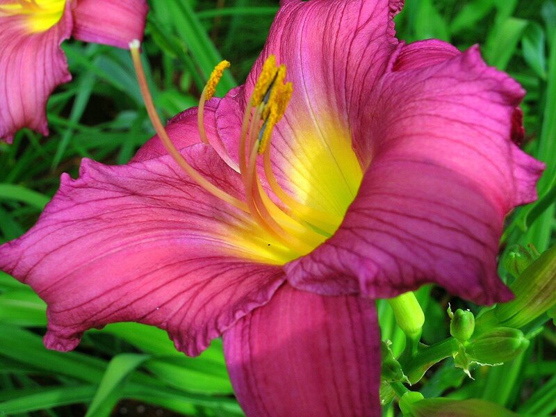 vibrant pink daylily flower