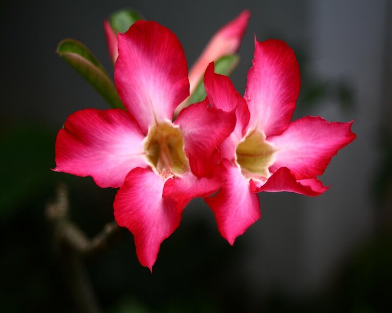 vibrant pink desert rose