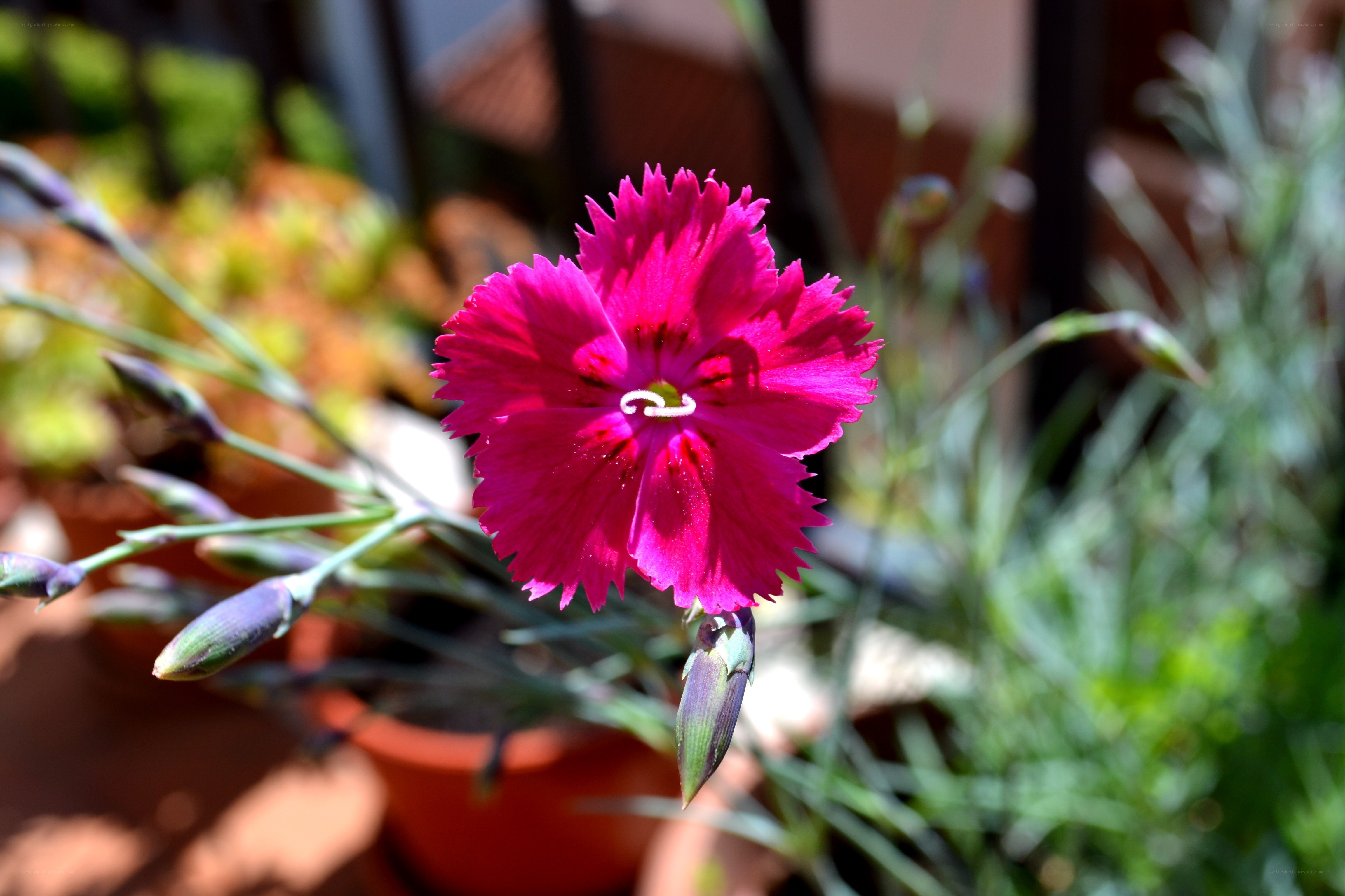vibrant pink dianthus flower
