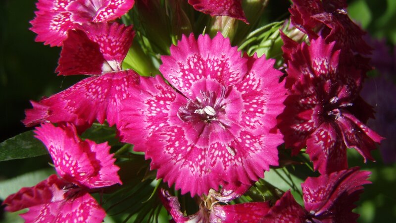 vibrant pink dianthus flowers