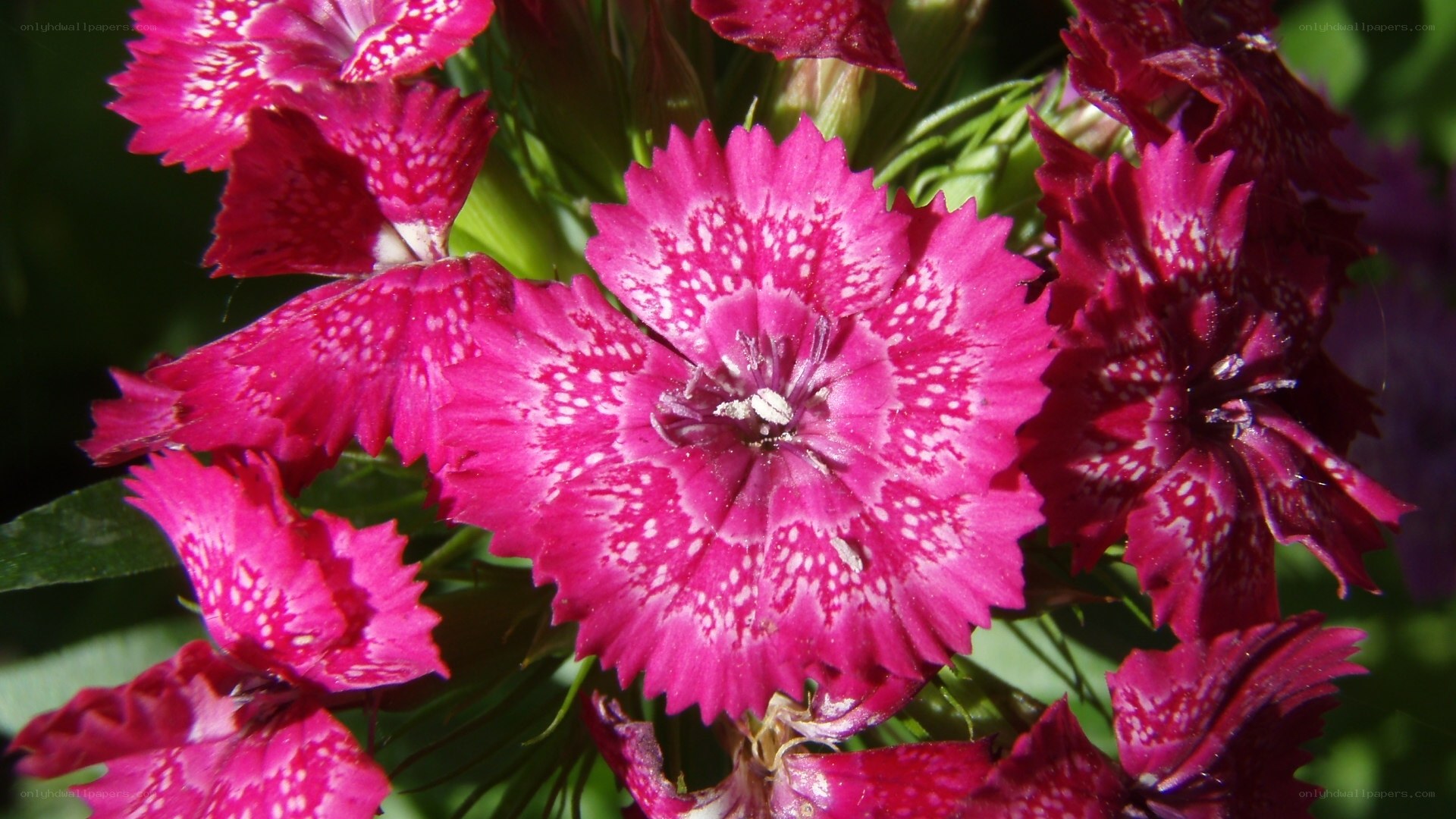 vibrant pink dianthus flowers