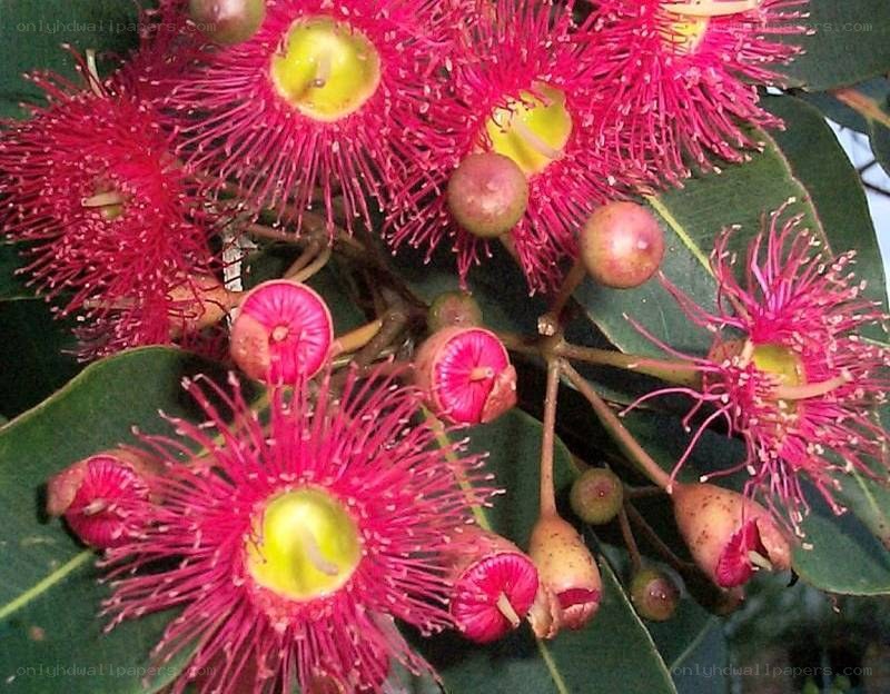 vibrant pink eucalyptus flowers