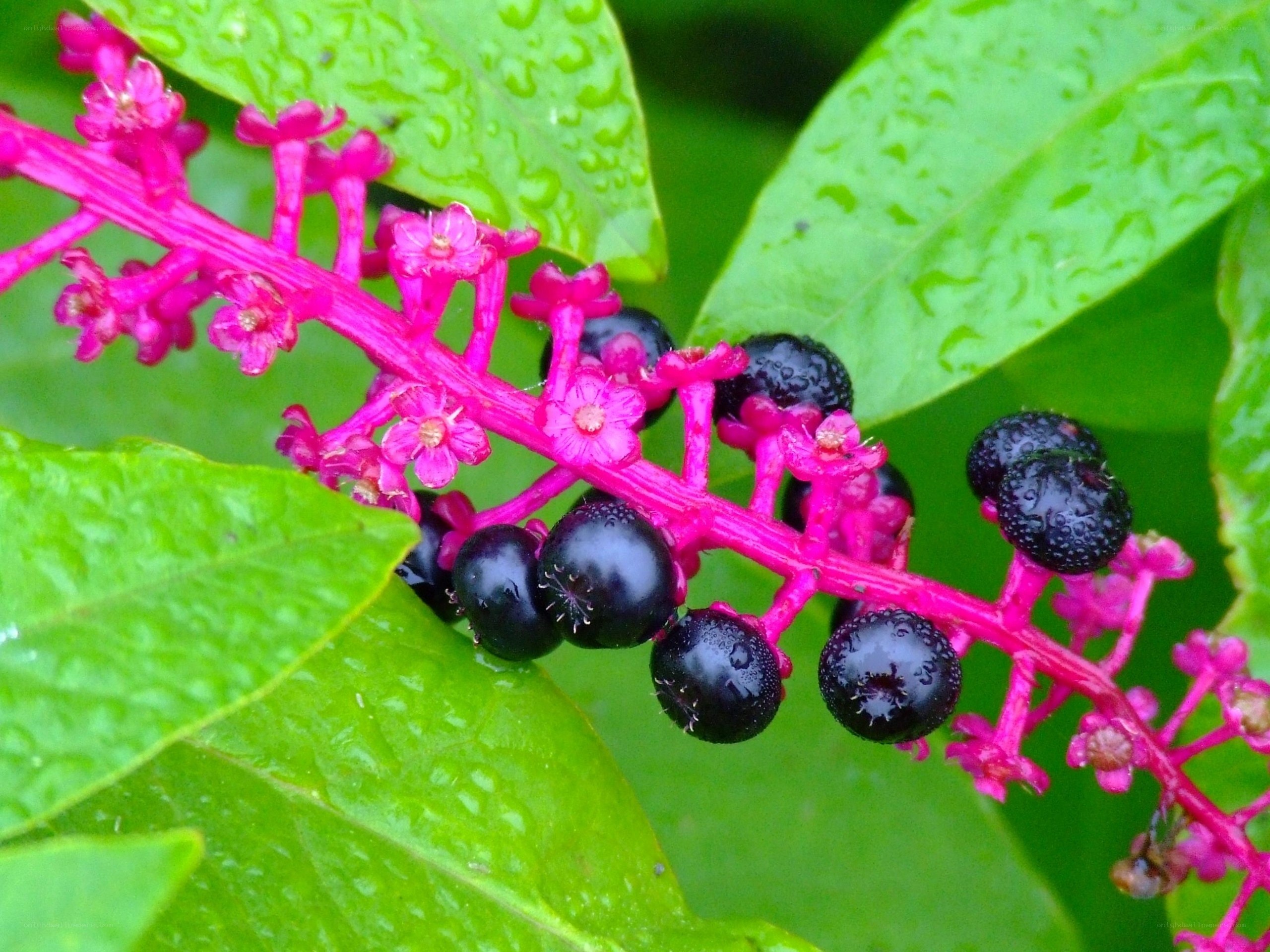 Vibrant pink flower and berries