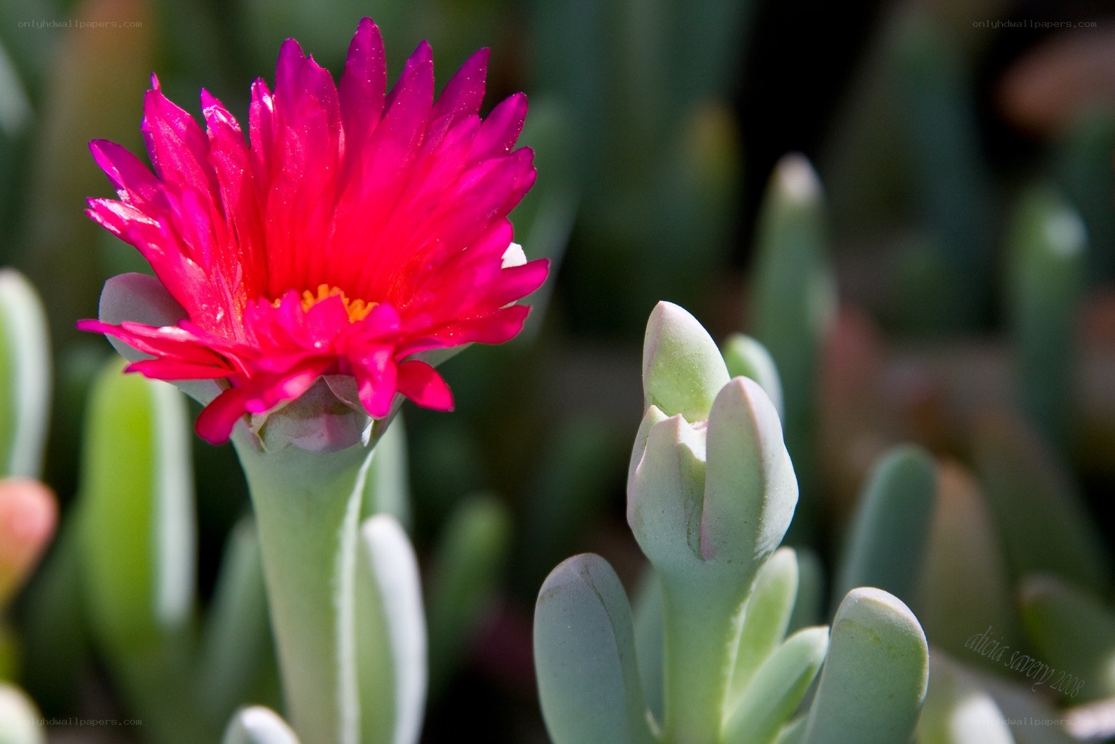 vibrant pink flower bloom