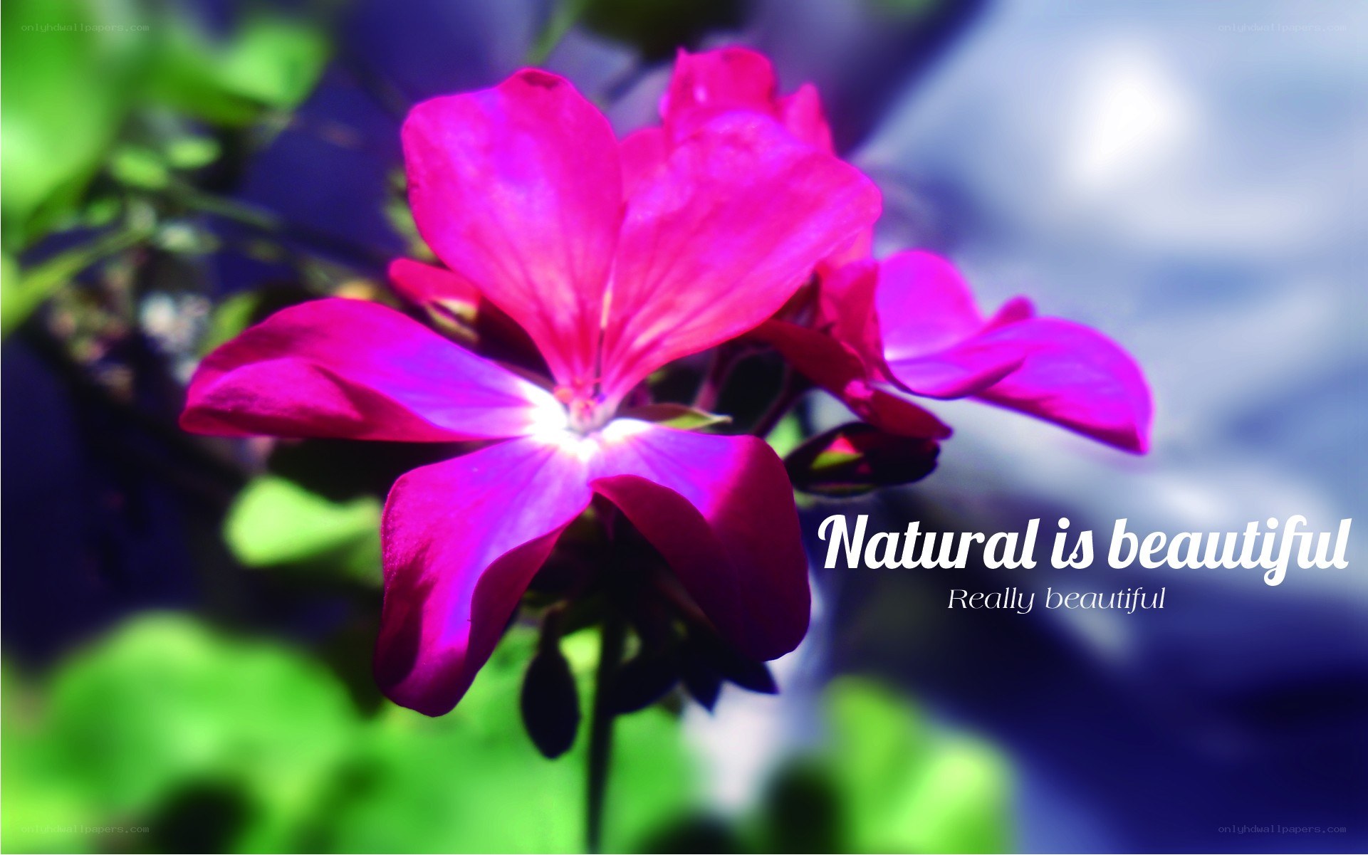 vibrant pink flower bloom