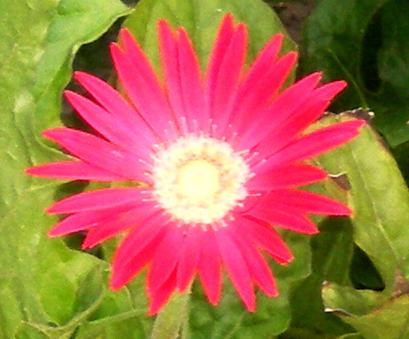 vibrant pink flower bloom