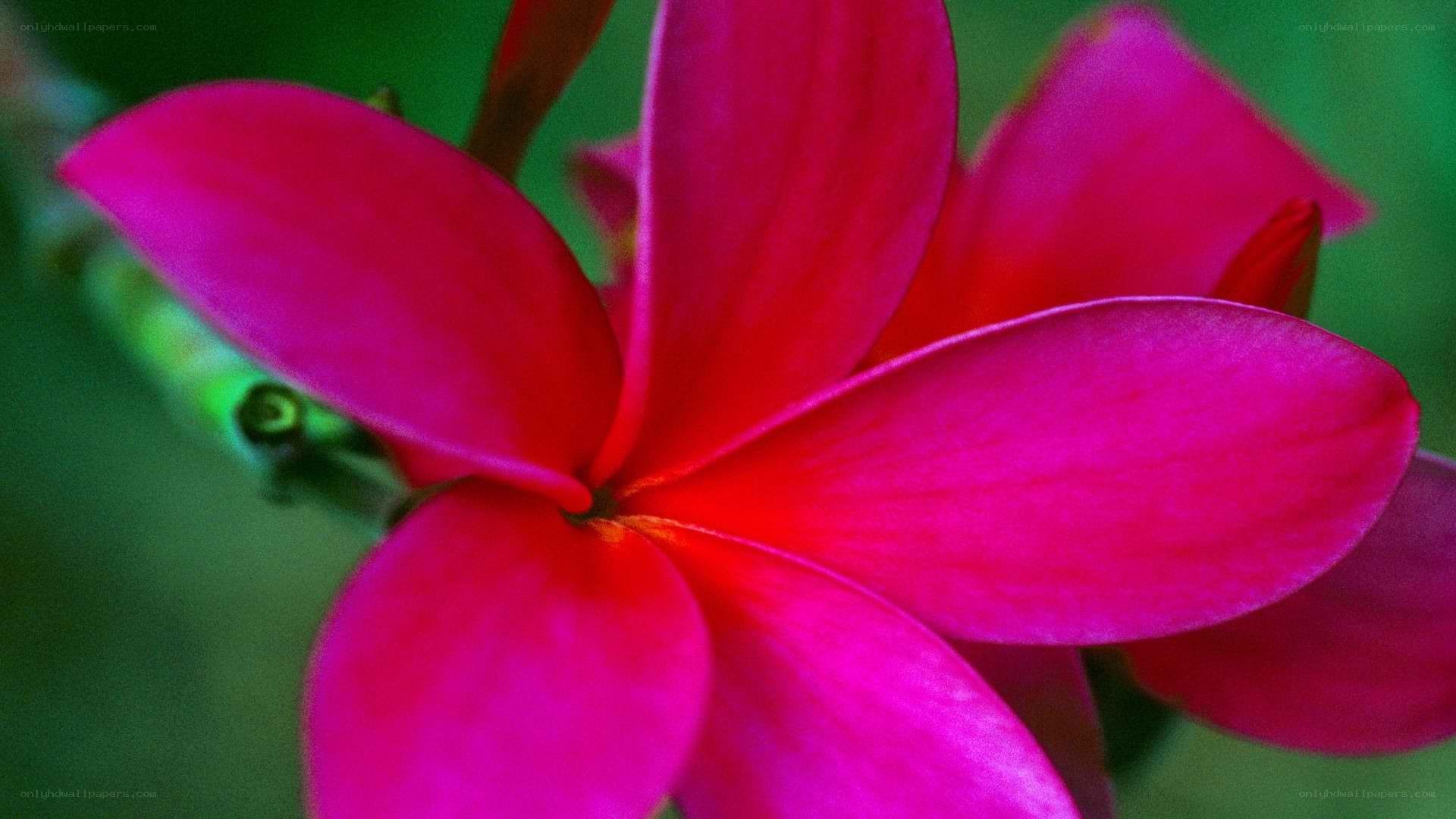 vibrant pink flower close-up