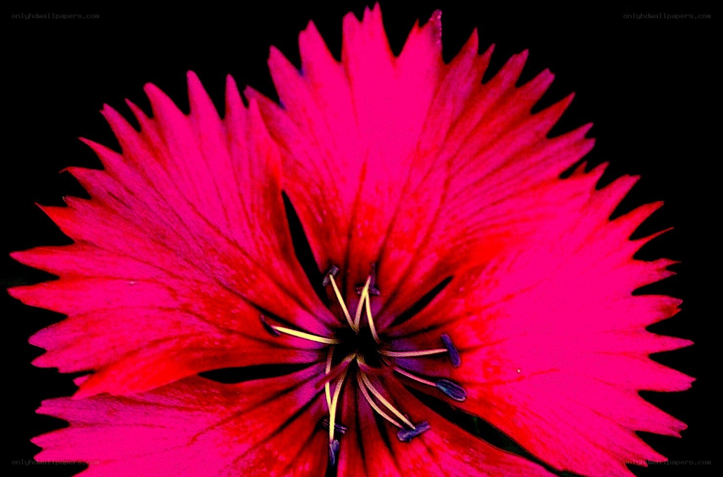 vibrant pink flower close-up