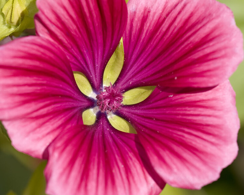 vibrant pink flower close-up