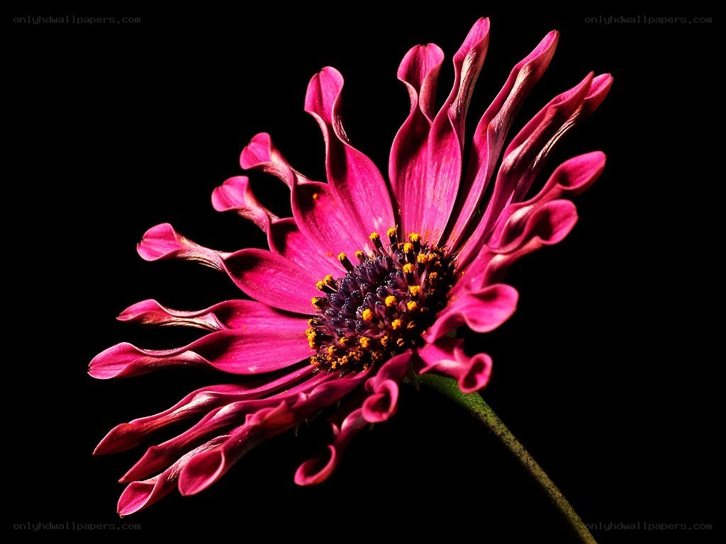 vibrant pink flower close-up