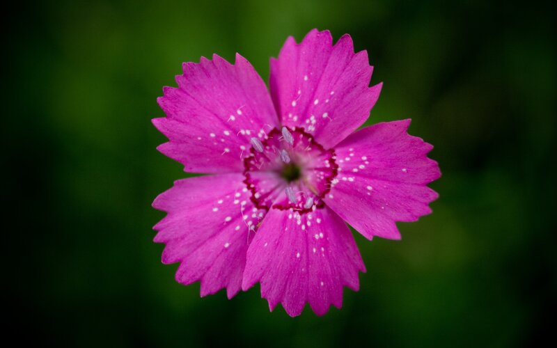 vibrant pink flower close-up