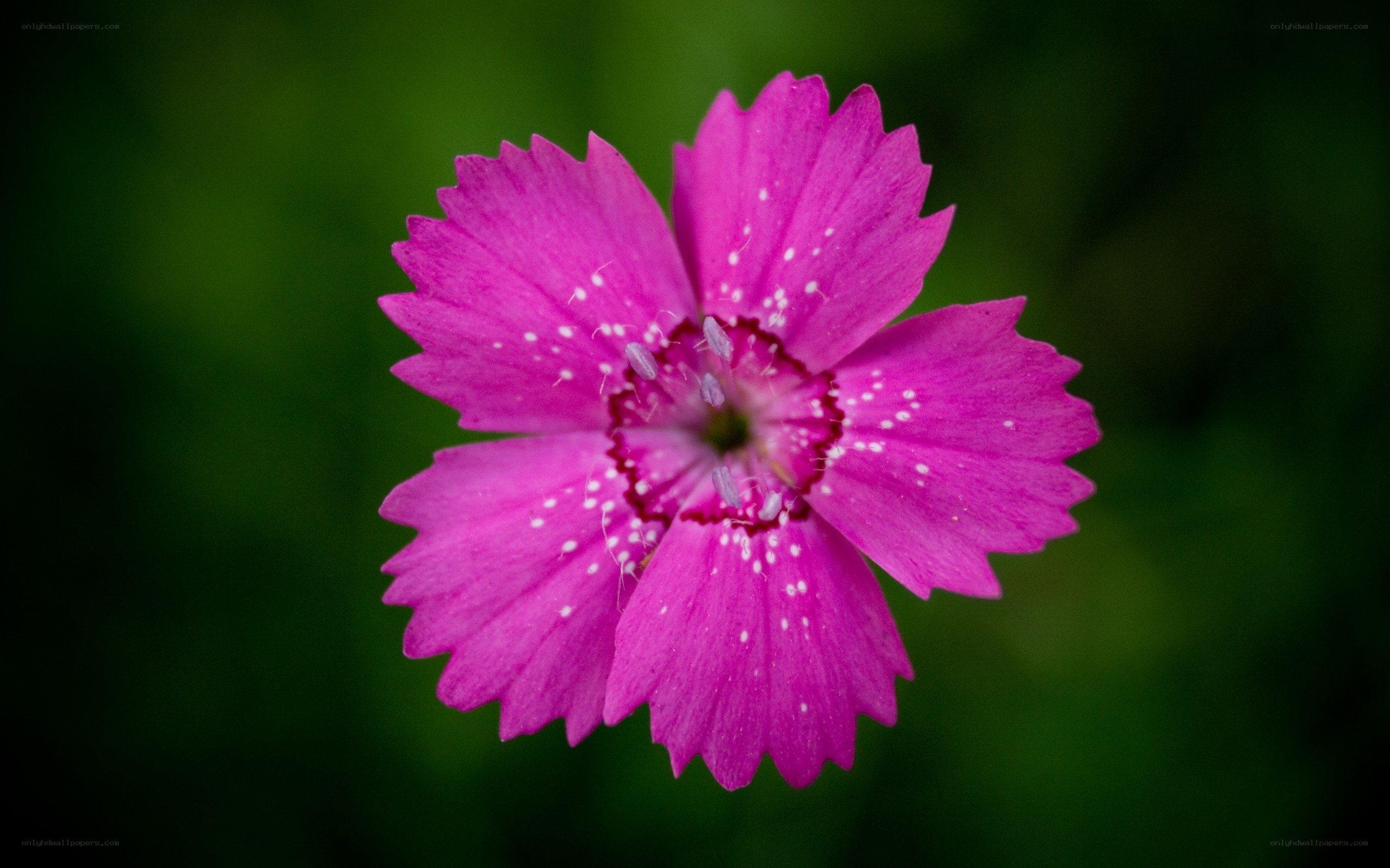 vibrant pink flower close-up