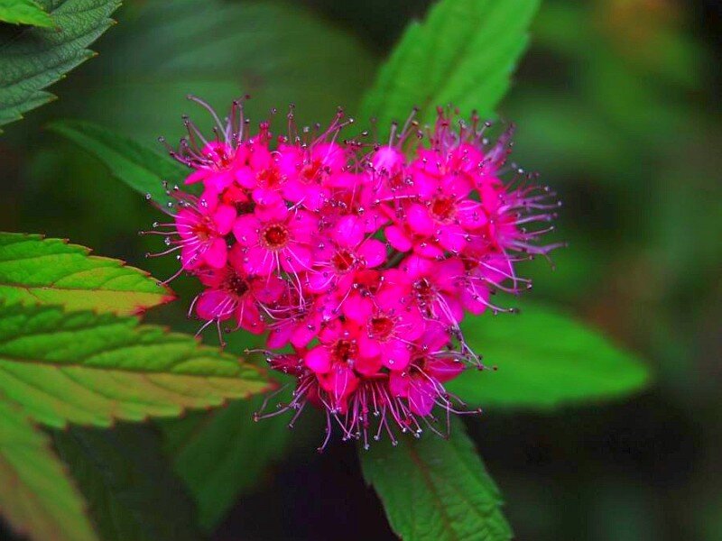 vibrant pink flower cluster
