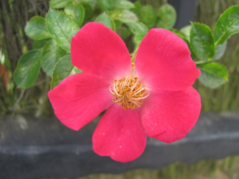 vibrant pink flower in bloom