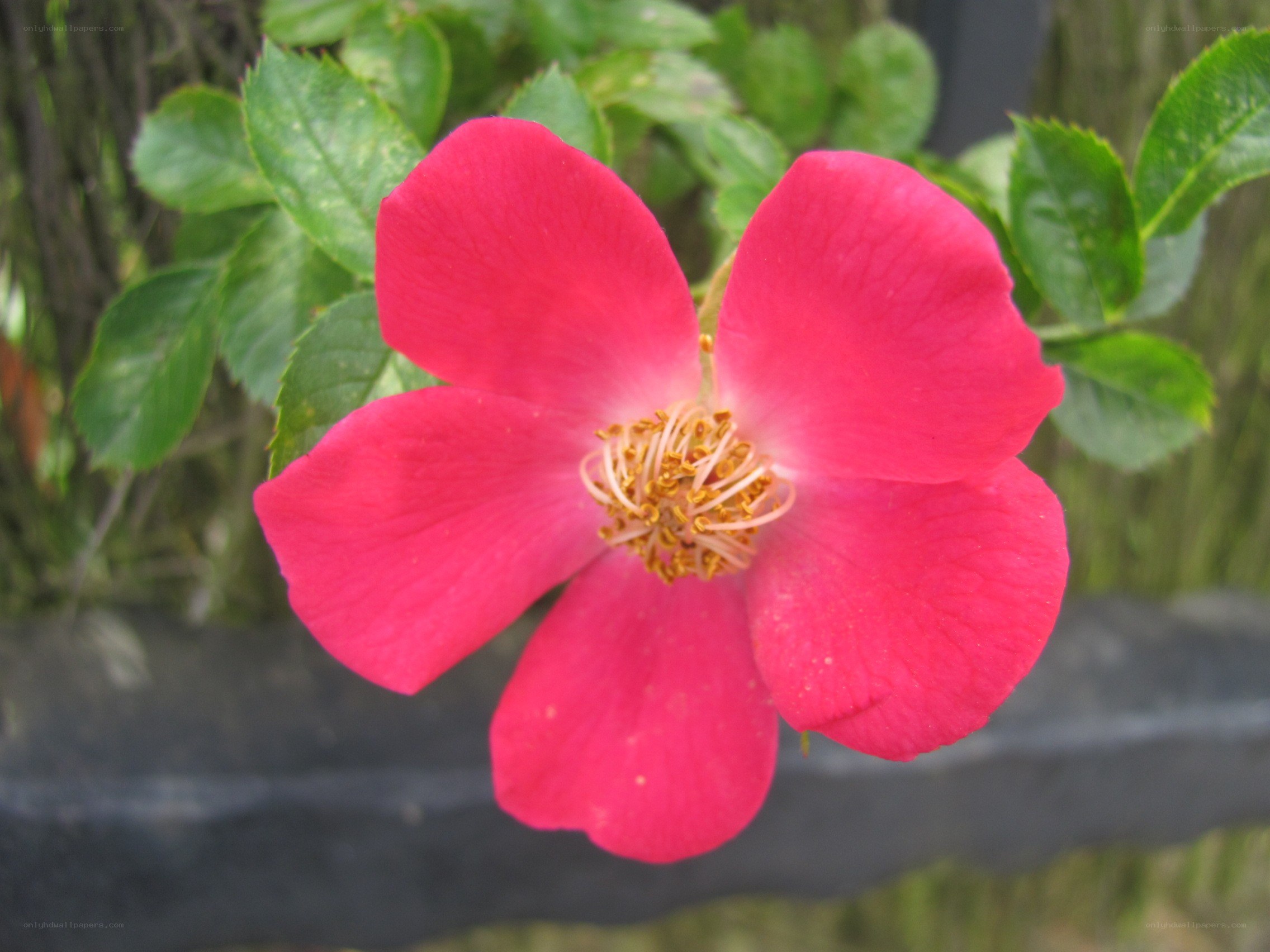 vibrant pink flower in bloom