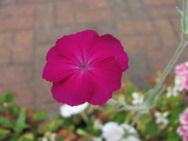 vibrant pink flower in bloom