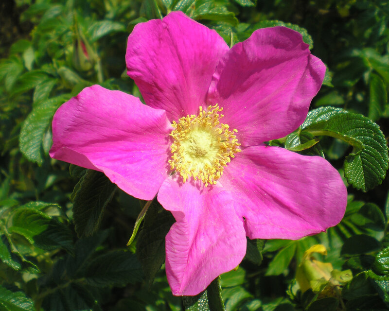 vibrant pink flower in bloom