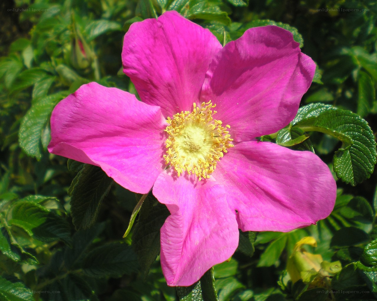 vibrant pink flower in bloom