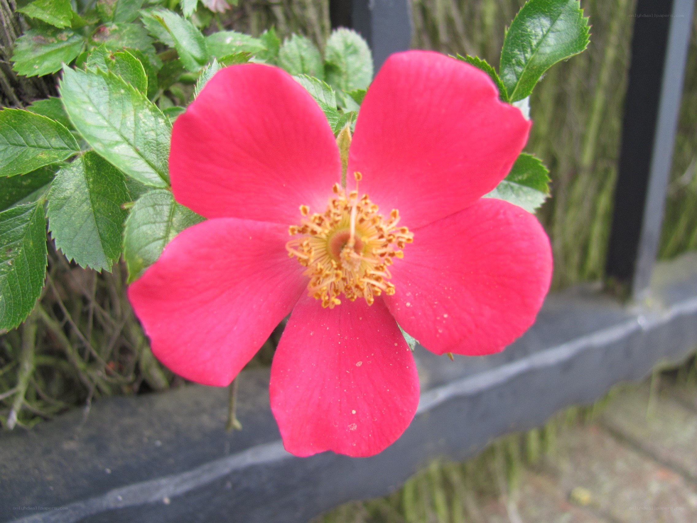 vibrant pink flower in bloom