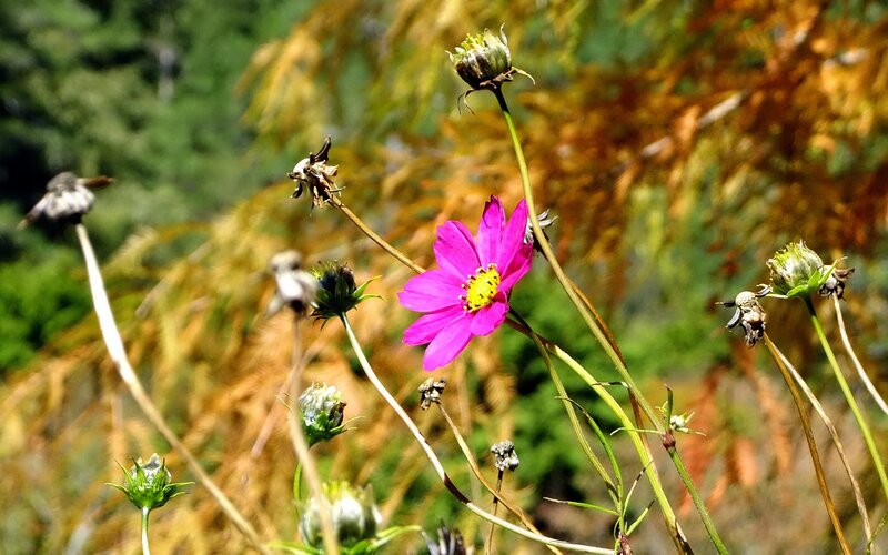 vibrant pink flower in field