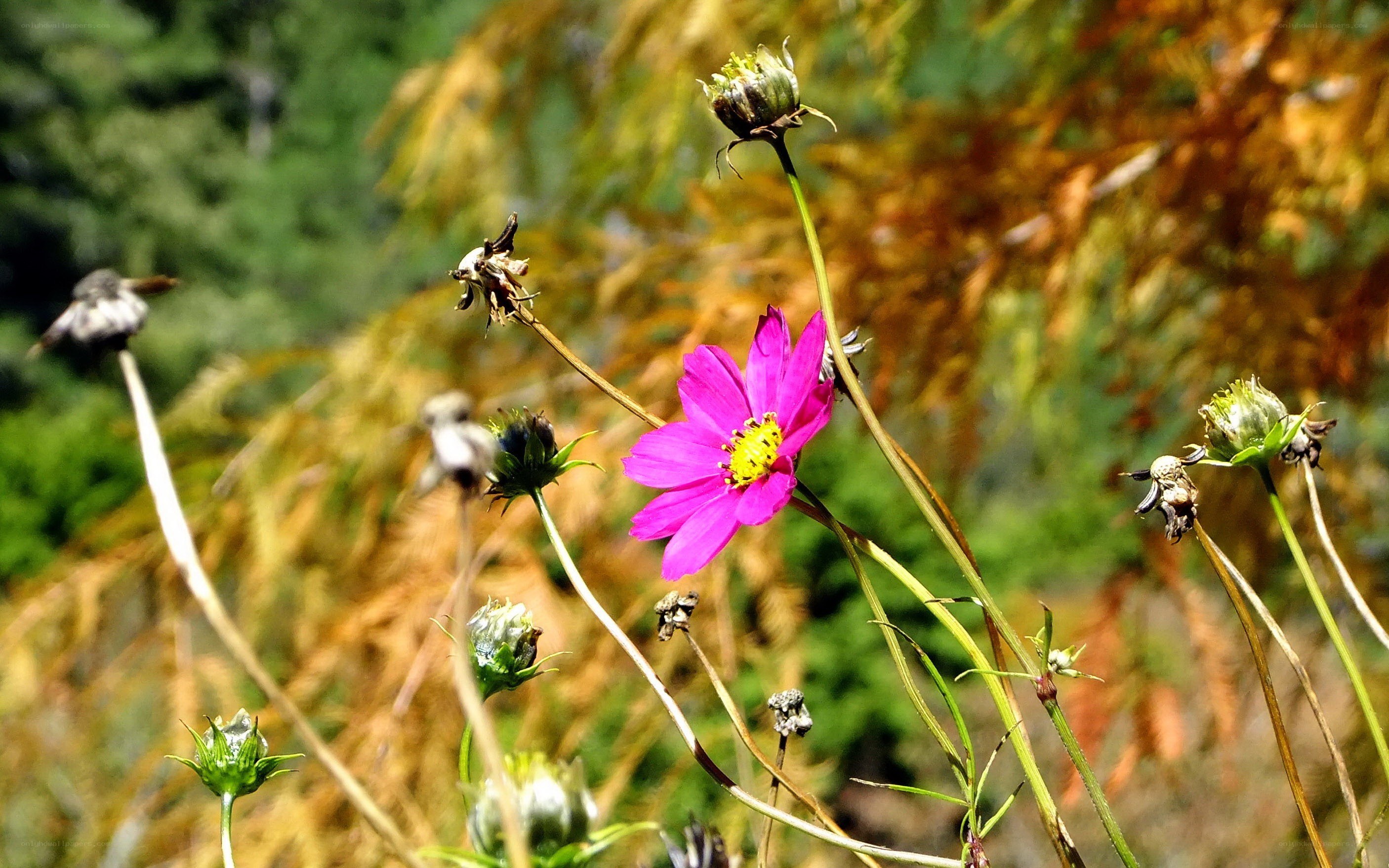 vibrant pink flower in field